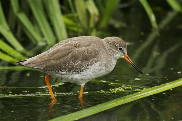 Common redshank (Tringa totanus), water bird