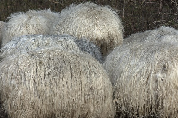 Detail of the skins of horned moorland sheep (Ovis aries) on pasture, Mecklenburg-Western Pomerania, Germany, Europe