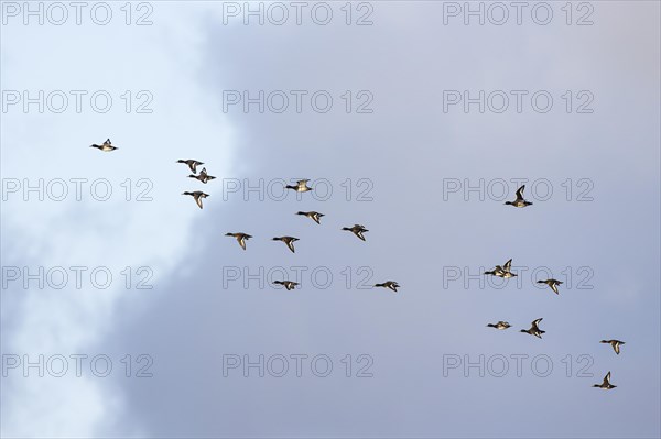 Tufted duck (Aythya fuligula), small flock in flight, Laanemaa, Estonia, Europe