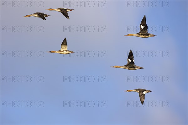 Red-breasted Merganser (Mergus serrator), small flock in flight, Laanemaa, Estonia, Europe