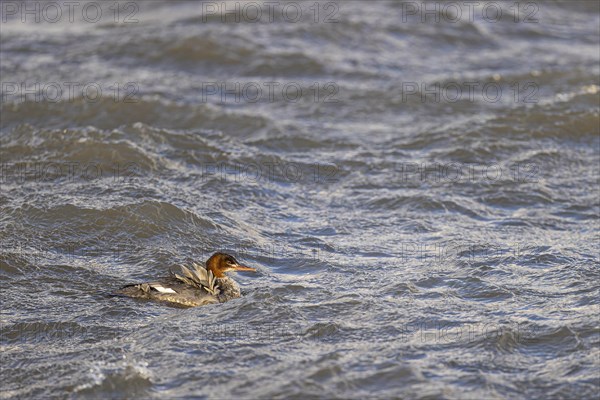 Common merganser (Mergus merganser), juvenile bird swimming in the sea, Laanemaa, Estonia, Europe