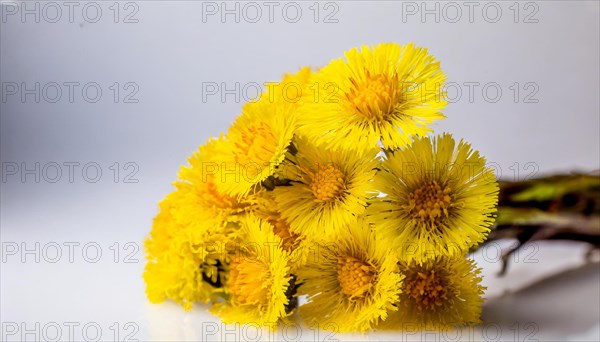 Macro photograph of a bunch of coltsfoot flowers in a vase with a fine play of light, medicinal plant coltsfoot, Tussilago farfara, KI generated, AI generated