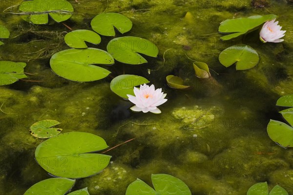 Close-up of pink and yellow Nymphaea, Waterlily flowers and green lily pads floating on surface of pond with large quantity of dense Chlorophyta, Green Algae growth in summer, Quebec, Canada, North America