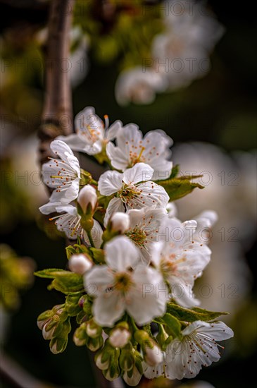 The white blossoms of a sweet cherry (Prunus avium) on a cherry tree, Jena, Thuringia, Germany, Europe