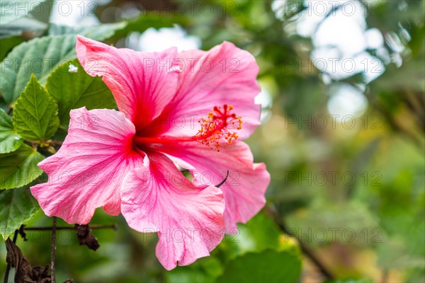 A pink flower with a red center. The flower is surrounded by green leaves