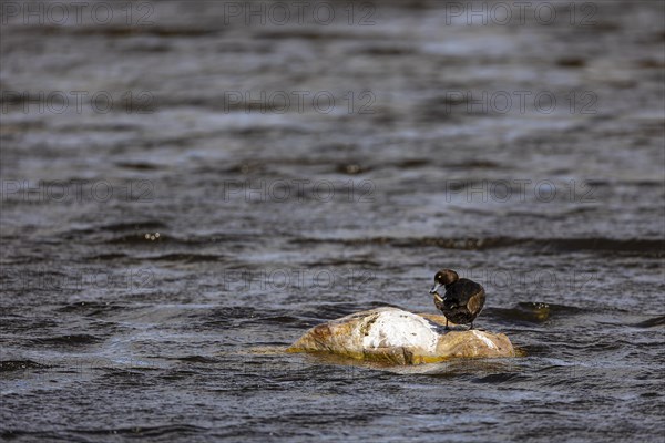 Tufted Duck (Aythya fuligula), adult female grooming on a stone in the water, Vadso, Varanger, Finnmark, Norway, Europe