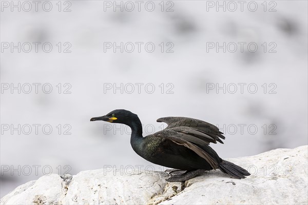 Common shag (Phalacrocorax aristotelis) crouching just in front of take-off, Hornoya Island, Vardo, Varanger, Finnmark, Norway, Europe