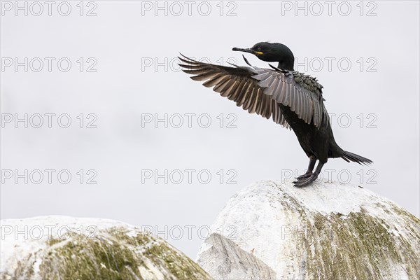 Common shag (Phalacrocorax aristotelis) flapping its wings, Hornoya Island, Vardo, Varanger, Finnmark, Norway, Europe