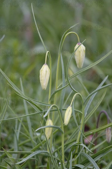 Charming chequerboard flower, spring, Germany, Europe