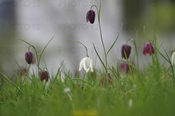 Charming chequerboard flower, spring, Germany, Europe