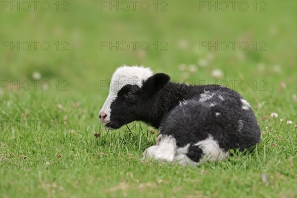 Jacob sheep (Ovis ammon f. aries), lamb, Lower Saxony Germany