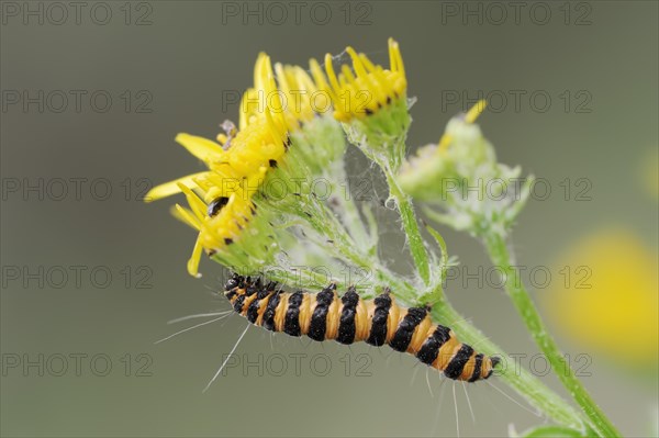 Blood bear (Tyria jacobaeae), caterpillar, North Rhine-Westphalia, Germany, Europe