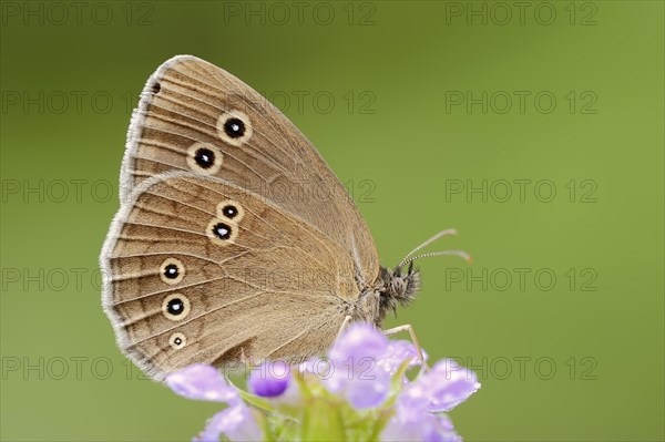 Ringlet (Aphantopus hyperantus), North Rhine-Westphalia, Germany, Europe