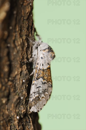 Sallow kitten moth (Furcula furcula), North Rhine-Westphalia, Germany, Europe