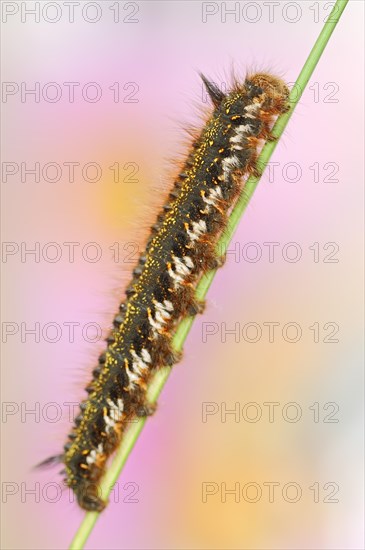 Drinker moth (Euthrix potatoria), caterpillar, North Rhine-Westphalia, Germany, Europe