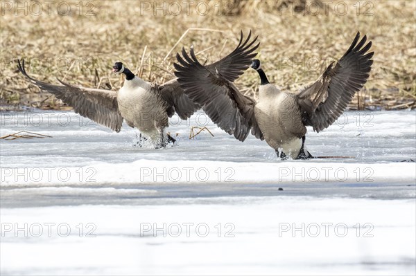 Canada geese (branta canadensis), pair landing on a frozen marsh, Lac Saint-Pierre biosphere reserve. province of Quebec. Canada, AI generated