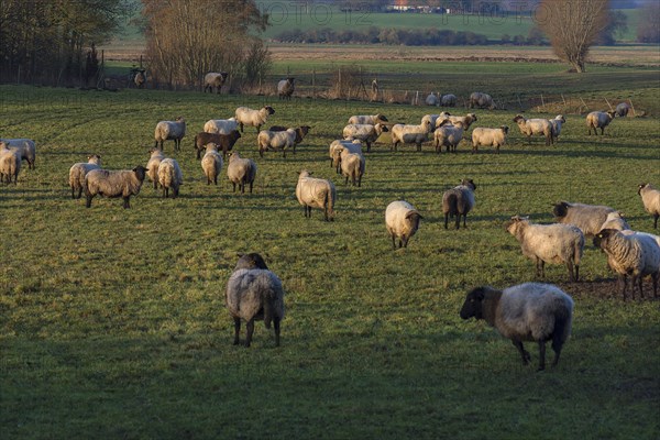 Black-headed domestic sheep (Ovis gmelini aries) on pasture, Mecklenburg-Western Pomerania, Germany, Europe