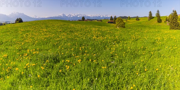Common dandelion (Taraxacum sect. Ruderalia) in spring, meadow near Rieden am Forggensee, Ostallgaeu, Allgaeu, Bavaria, Germany, Europe