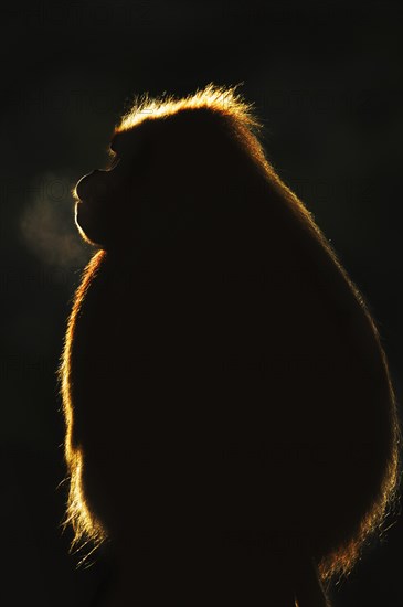 Djelada or gelada baboon (Theropithecus gelada), male in backlight, captive, occurrence in Ethiopia