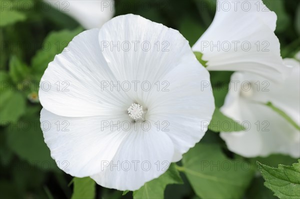 Annual mallow (Lavatera trimestris), flower, ornamental plant, North Rhine-Westphalia, Germany, Europe