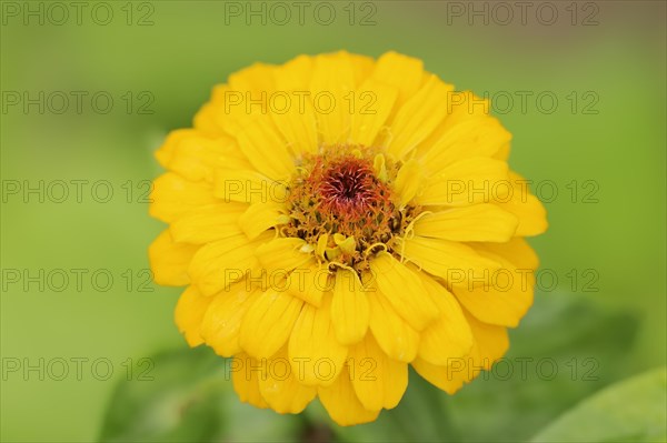 Zinnia (Zinnia elegans, Zinnia violacea), flower, ornamental plant, North Rhine-Westphalia, Germany, Europe