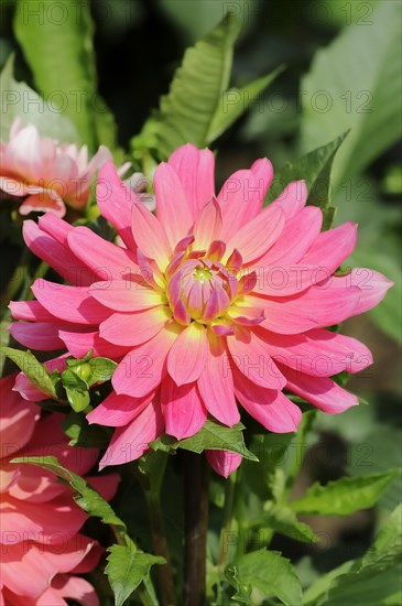 Dahlia 'Satellite' (Dahlia Hybride), flower, ornamental plant, North Rhine-Westphalia, Germany, Europe