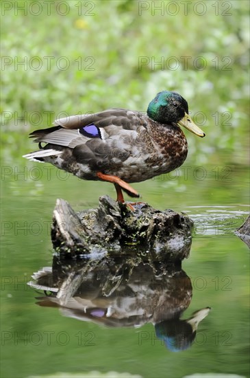 Mallard (Anas platyrhynchos), drake, North Rhine-Westphalia, Germany, Europe