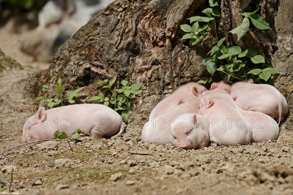 Goettingen minipig (Sus scrofa f. domestica), piglet, North Rhine-Westphalia, Germany, Europe