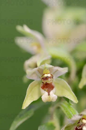 Broad-leaved helleborine or broad-leaved marsh orchid (Epipactis helleborine), flower, North Rhine-Westphalia, Germany, Europe