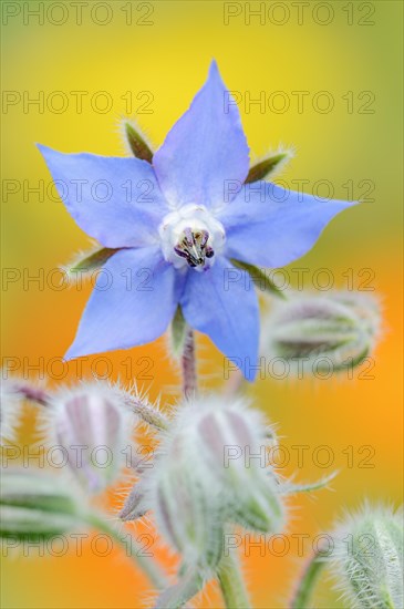 Borage or borage (Borago officinalis), flower, North Rhine-Westphalia, Germany, Europe