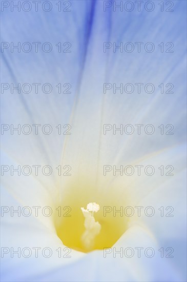 Three-colored morning glory (Ipomoea tricolor), detail of the flower, native to Mexico, ornamental plant, North Rhine-Westphalia, Germany, Europe