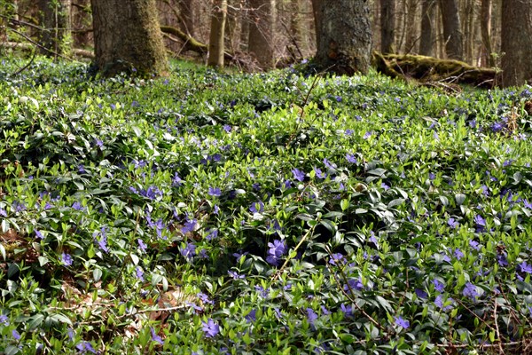 Lesser periwinkle (Vinca minor) forming a carpet of flowers in early spring in the forest of the Hunsrueck-Hochwald National Park, Rhineland-Palatinate, Germany, Europe