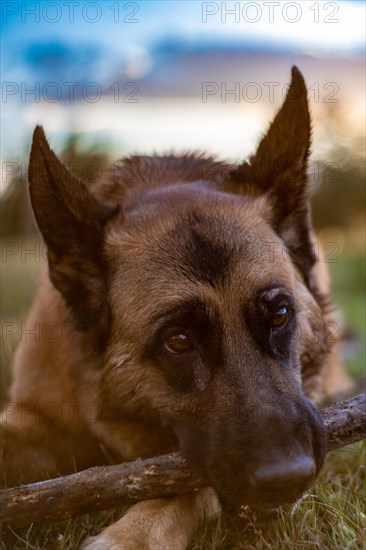 Close up of a German Shepherd playing with a stick lying on the grass at sunset