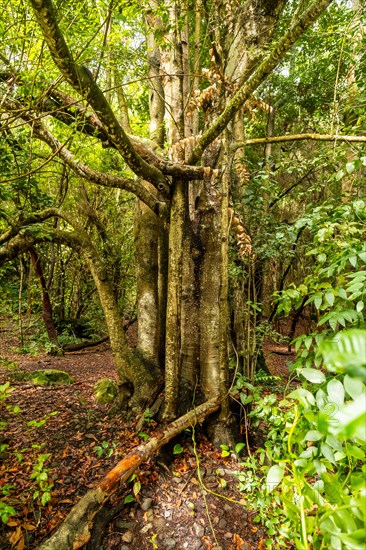 Beautiful tree in the Laurisilva forest of Los tilos de Moya in Doramas, Gran Canaria