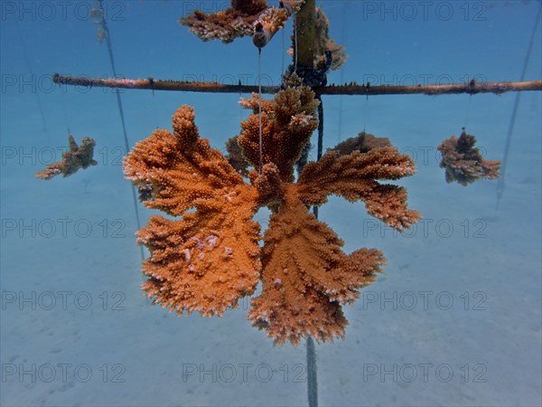 Coral culture. Magnificently grown specimen of elkhorn coral (Acropora palmata) on the rack, ready to be cut into pieces and then placed on the reef. The aim is to breed corals that can withstand the higher water temperatures. Dive site Nursery, Tavernier, Florida Keys, Florida, USA, North America