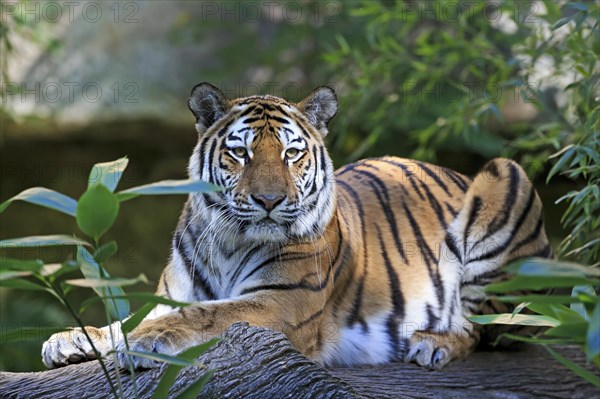 Siberian tiger relaxing on a tree trunk, Siberian tiger, Amur tiger, (Phantera tigris altaica), cubs