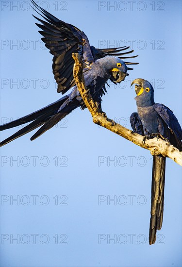 Hyacinth Macaw (Anodorhynchus hyacinthinus) Pantanal Brazil