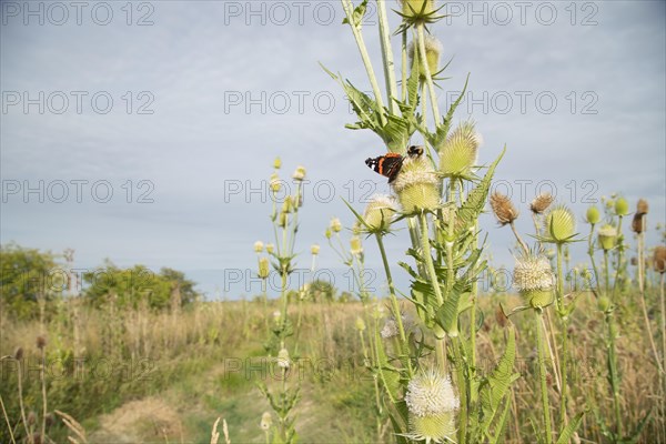 Red admiral butterfly (Vanessa atalanta) and Buff tailed bumble bee (Bombus terrestris) feeding on Teasel Dipsacus fullonum flowers, Lincolnshire, England, United Kingdom, Europe