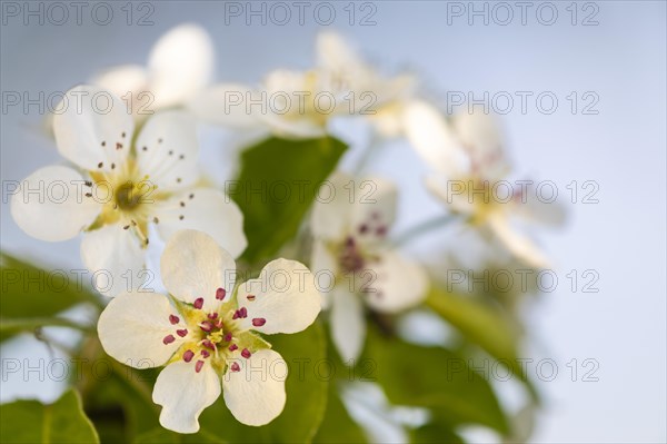 Pear tree blossom (Pyrus), pome fruit family (Pyrinae), meadow orchard, spring, Langgassen, Pfullendorf, Linzgau, Baden-Wuerttemberg, Germany, Europe