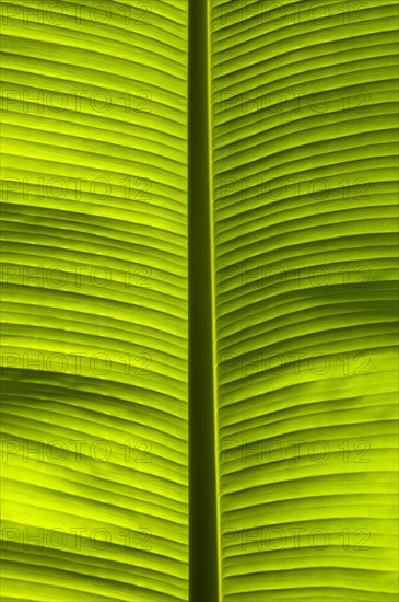 Banana leaf (Musaceae) backlit in the Parc Floral et Tropical de la Court d'Aron, Saint Cyr en Talmondais, Vandee, France, Europe