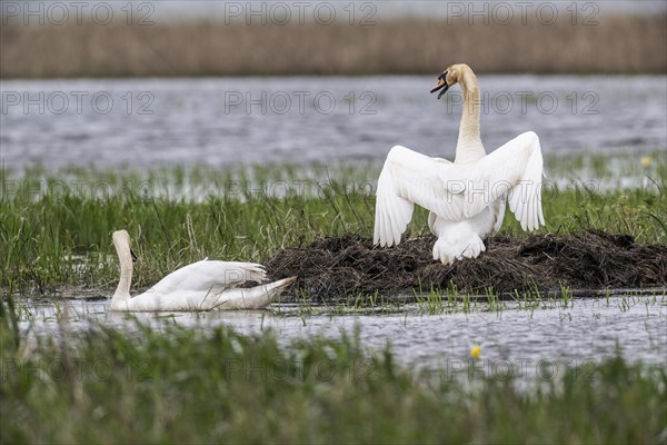 Mute swans (Cygnus olor) at the nest, Bremen, Germany, Europe