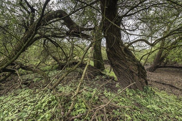 Old willows (Salix alba) in the quarry forest, Emsland, Lower Saxony, Germany, Europe