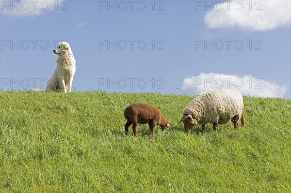 Shepherd dog guarding sheep, shepherd dog, lamb, Elbe dyke near Bleckede, Lower Saxony, Germany, Europe
