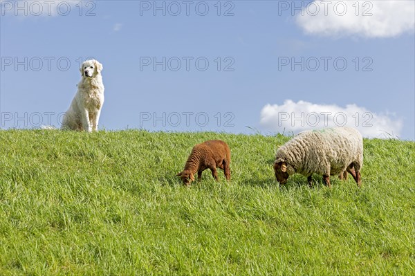Shepherd dog guarding sheep, shepherd dog, lamb, Elbe dyke near Bleckede, Lower Saxony, Germany, Europe