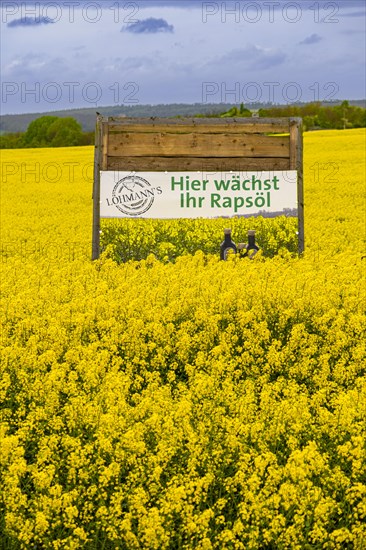 Sign with inscription Hier waechst Ihr Rapsoel in einem Rapsfeld, Field with rape (Brassica napus), Cremlingen, Lower Saxony, Germany, Europe
