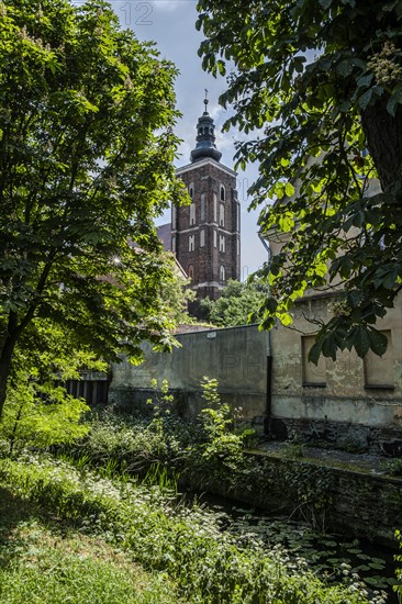 Roman Catholic parish church of St Peter and Paul, an important Gothic building in Namyslow (Namslau), Opole Voivodeship, Poland, Europe