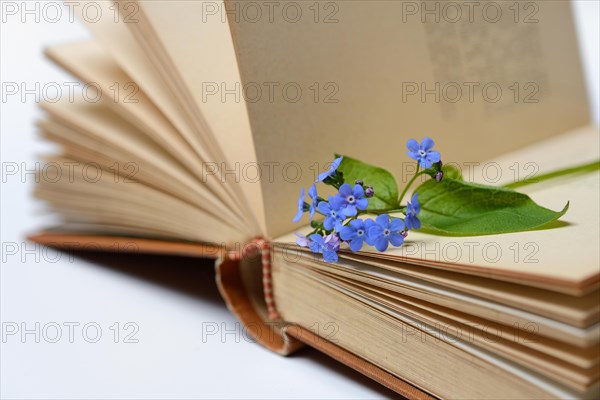 Forget-me-not, flowers on book