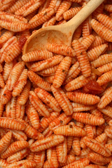 Malloreddus, Sardinian gnocchetti with tomato sauce, traditional type of pasta from Sardinia, Italy, Europe