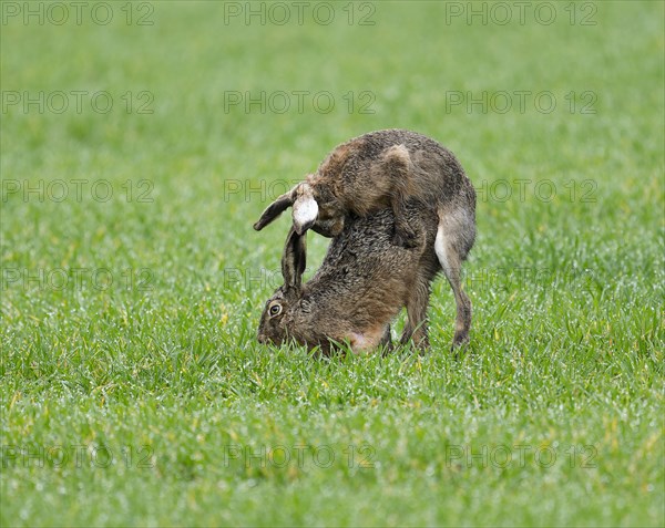 European hare (Lepus europaeus), mating, copula on a grain field, after mating the female hare throws off the male hare, wildlife, Thuringia, Germany, Europe