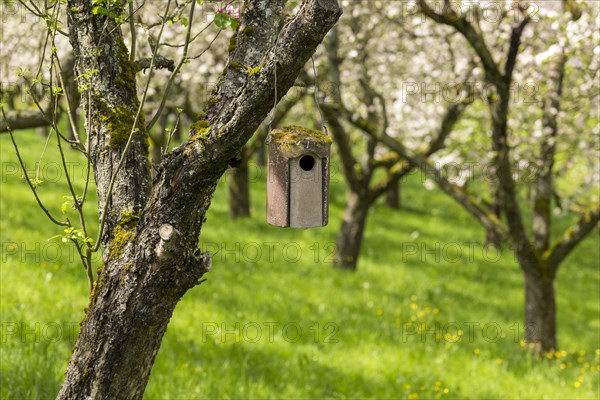 Nesting box for songbirds, meadow orchard, flowering apple trees, Baden, Wuerttemberg, Germany, Europe